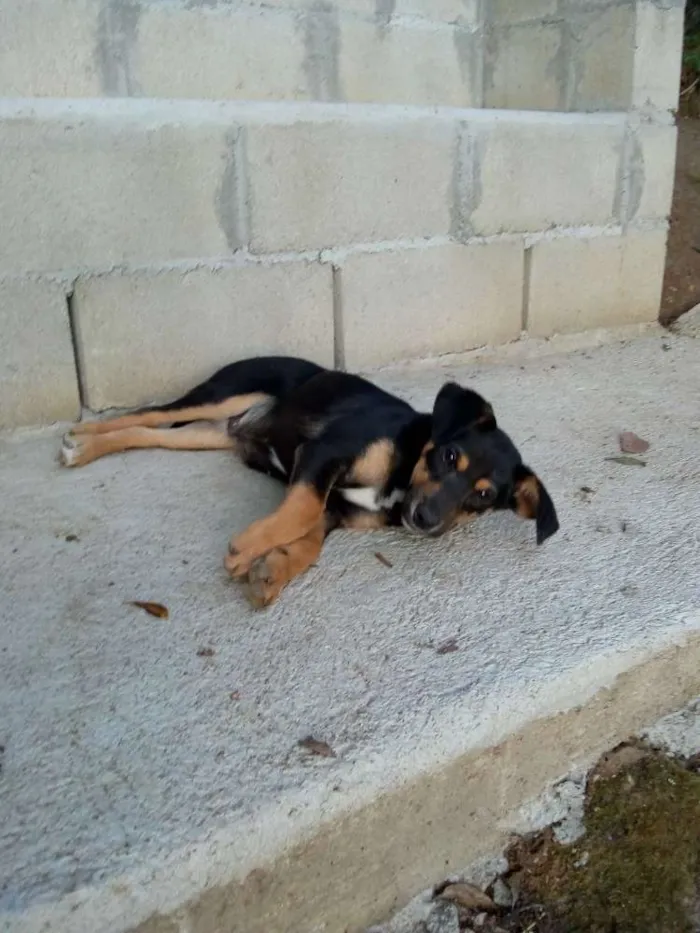 Cachorro ra a  idade 2 a 6 meses nome Bartolomeu e Chico