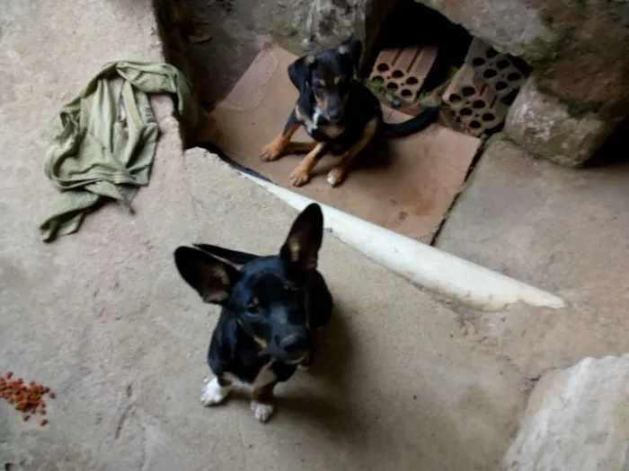 Cachorro ra a  idade 2 a 6 meses nome Bartolomeu e Chico