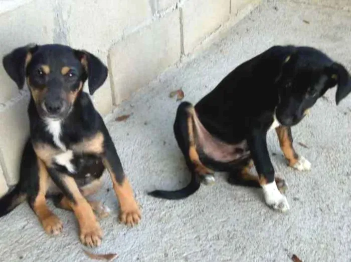 Cachorro ra a  idade 2 a 6 meses nome Bartolomeu e Chico