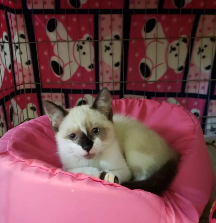 Gato ra a Srd idade  nome Perla