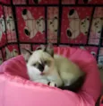 Perla