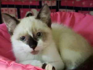 Gato raça Srd idade  nome Perla