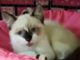 Perla