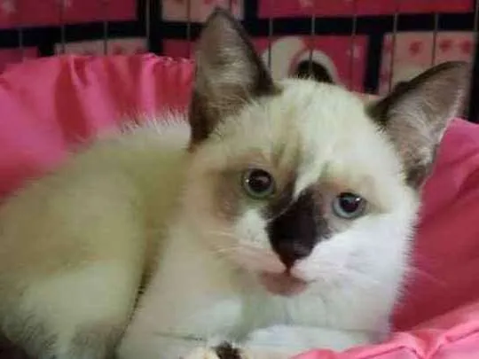 Gato ra a Srd idade  nome Perla