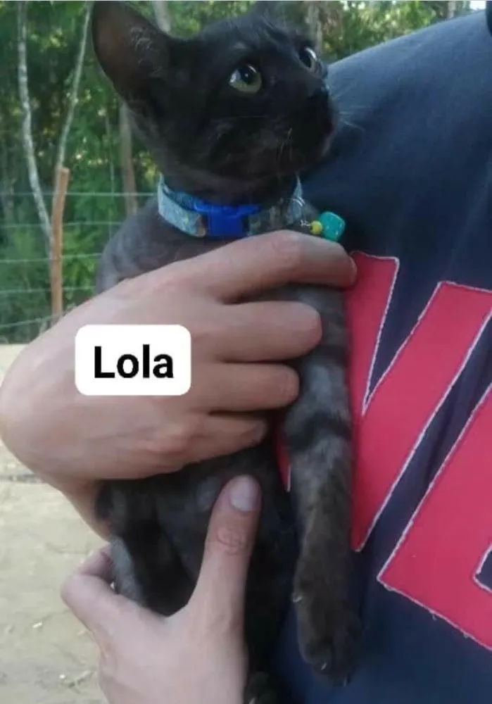 Gato ra a  idade 2 a 6 meses nome Lola