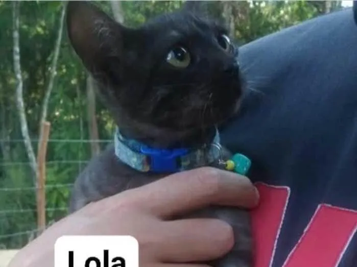 Gato ra a  idade 2 a 6 meses nome Lola