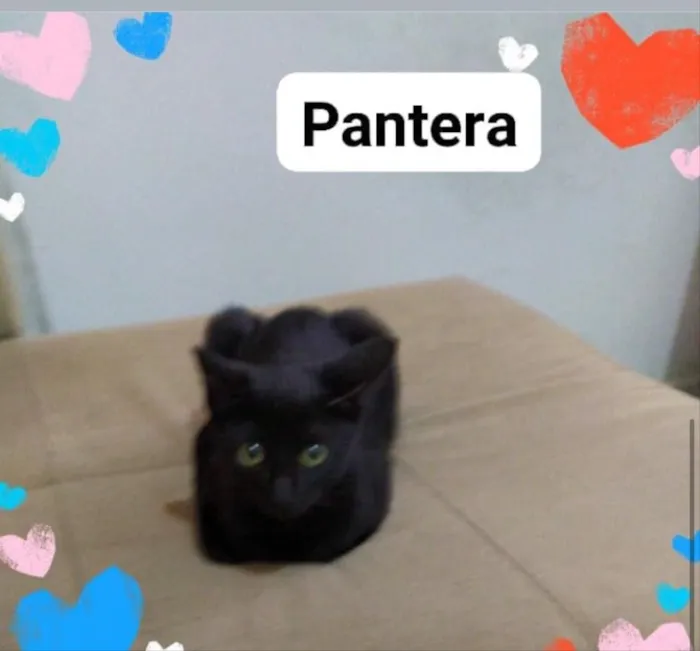 Cachorro ra a Não tem  idade 2 a 6 meses nome Não sei 