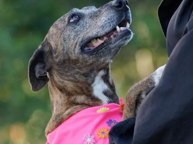Cachorro ra a Mix belga  idade 5 anos nome Não se ir 