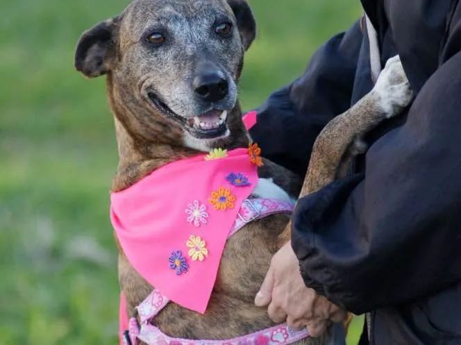 Cachorro ra a Mix belga  idade 5 anos nome Não se ir 
