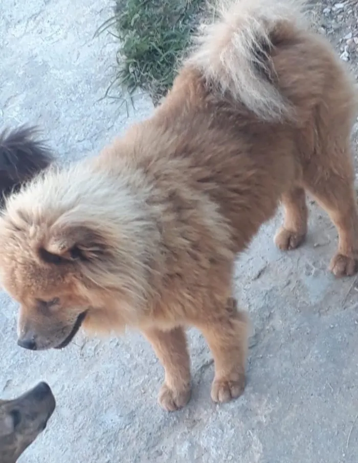 Cachorro ra a Não sei  idade 2 a 6 meses nome Napoleão 