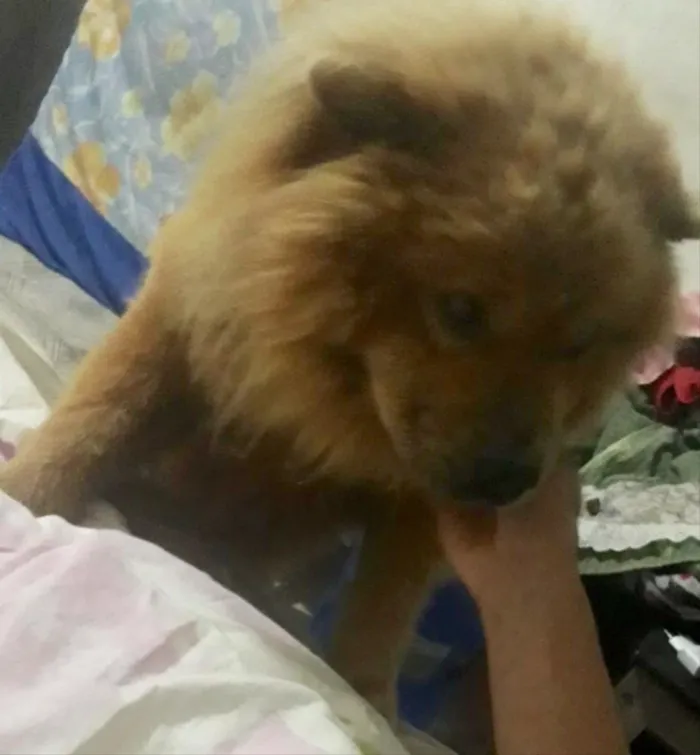 Cachorro ra a Não sei  idade 2 a 6 meses nome Napoleão 