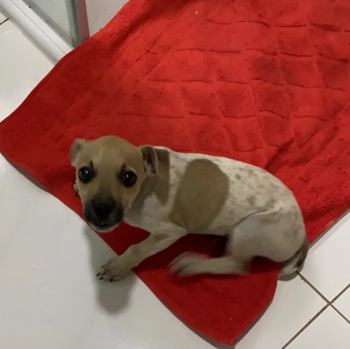 Cachorro ra a Não sei  idade  nome Não sei 