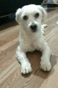 Mel