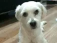 Mel