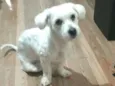 Mel