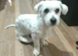 Mel
