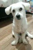 Mel