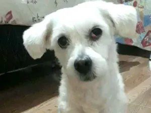 Cachorro raça Mestiça Poodle com Maltês  idade 1 ano nome Mel 