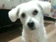 Mel
