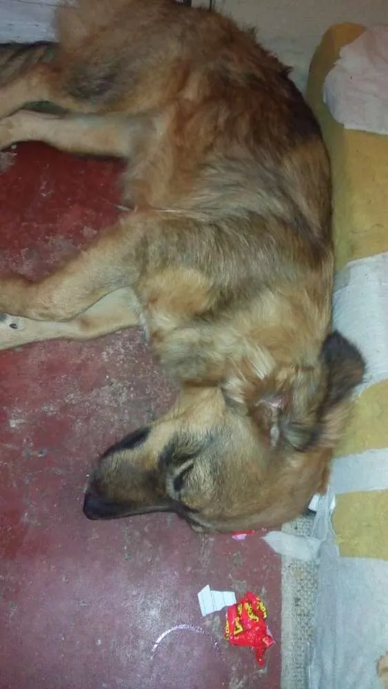 Cachorro ra a Vira lata  idade 7 a 11 meses nome Shitara