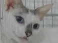 Catarina
