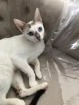 Catarina