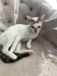 Catarina