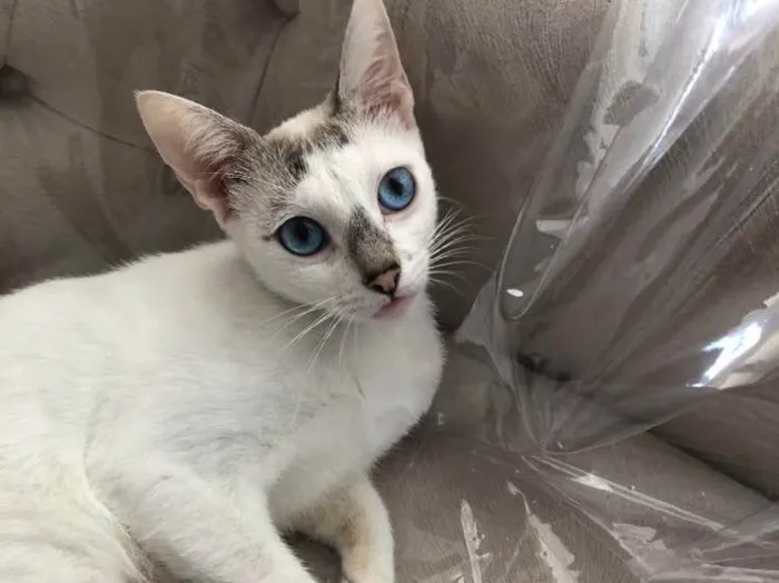 Gato ra a Srd idade 1 ano nome Catarina