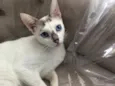 Catarina
