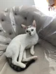 Catarina