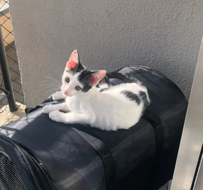 Gato ra a Srd idade 2 a 6 meses nome Luna