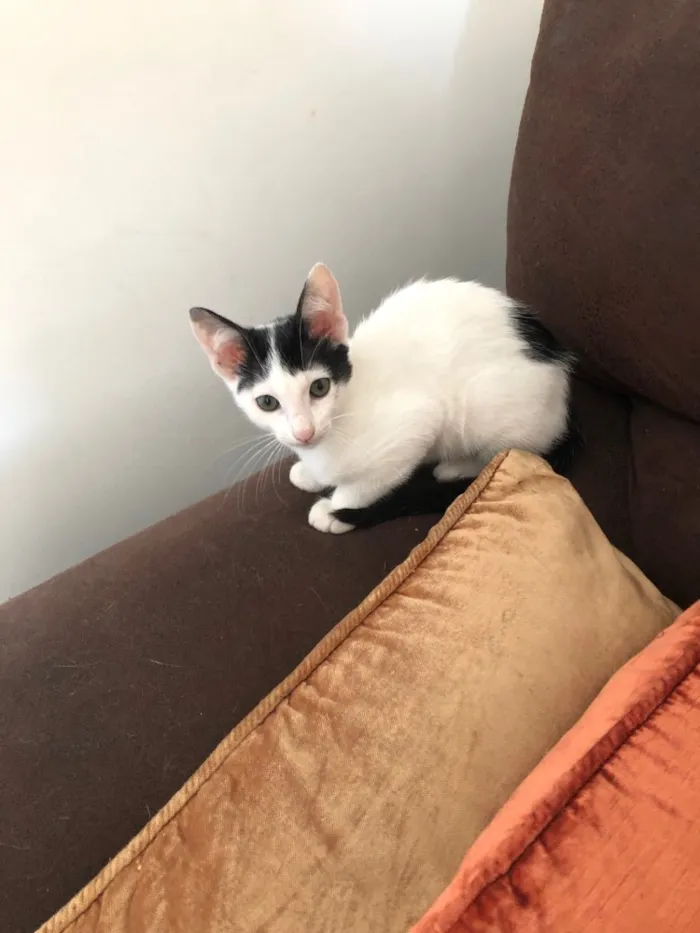 Gato ra a Srd idade 2 a 6 meses nome Luna