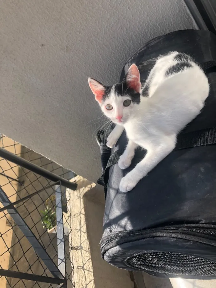 Gato ra a Srd idade 2 a 6 meses nome Luna