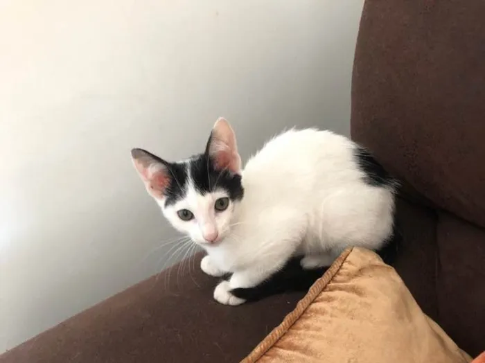 Gato ra a Srd idade 2 a 6 meses nome Luna