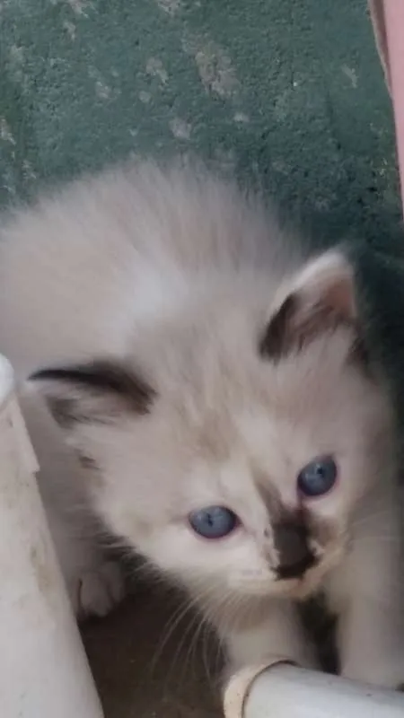 Gato ra a Mestiço Siamês idade 2 a 6 meses nome Manu e Bibi