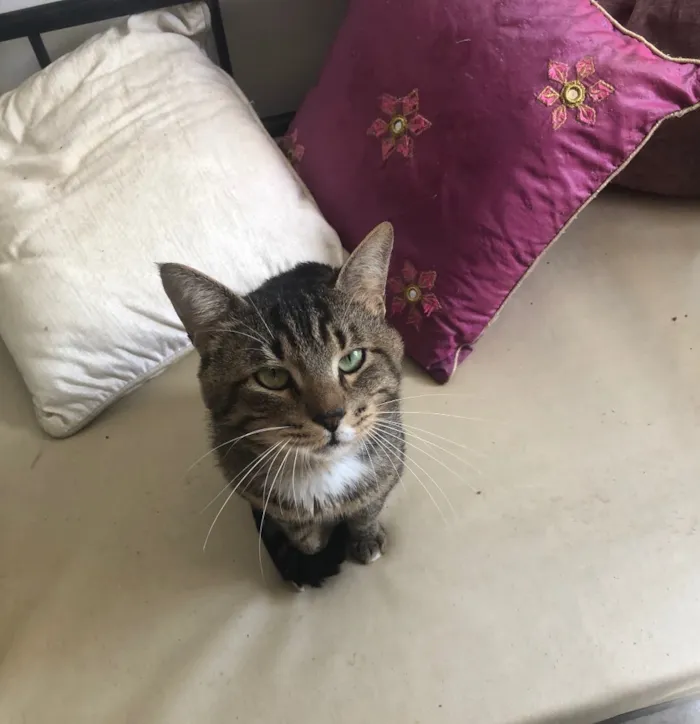 Gato ra a Srd idade 1 ano nome Óliver 