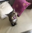 Óliver