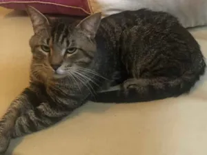 Gato raça Srd idade 1 ano nome Óliver 