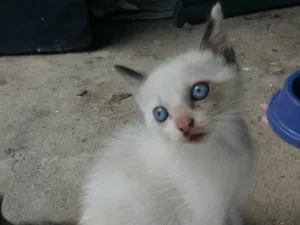 Gato raça Mestiço Siamês idade 2 a 6 meses nome Manu e Bibi