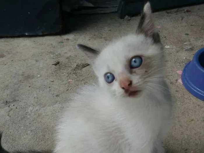 Gato ra a Mestiço Siamês idade 2 a 6 meses nome Manu e Bibi