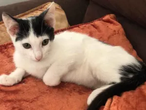 Gato raça Srd idade 2 a 6 meses nome Luna