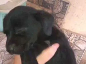Cachorro raça SRD idade Abaixo de 2 meses nome amora