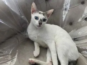 Gato raça Srd idade 1 ano nome Catarina