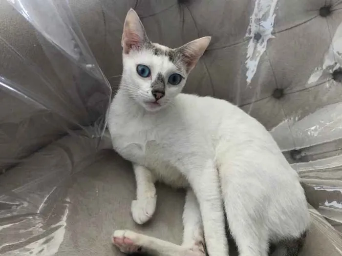 Gato ra a Srd idade 1 ano nome Catarina