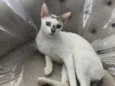 Catarina