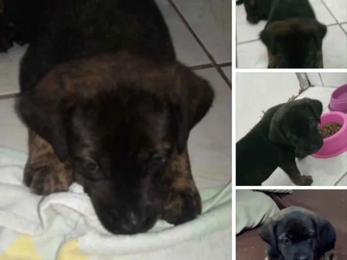 Cachorro ra a Não sei  idade 2 a 6 meses nome Não sei 