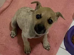 Cachorro raça Não sei  idade  nome Não sei 