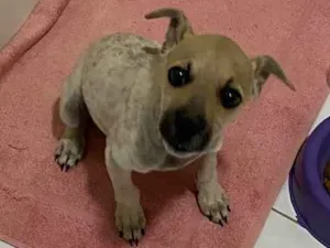 Cachorro raça Não sei  idade  nome Não sei 