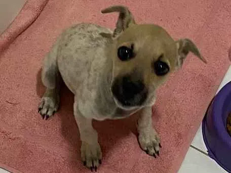 Cachorro ra a Não sei  idade  nome Não sei 