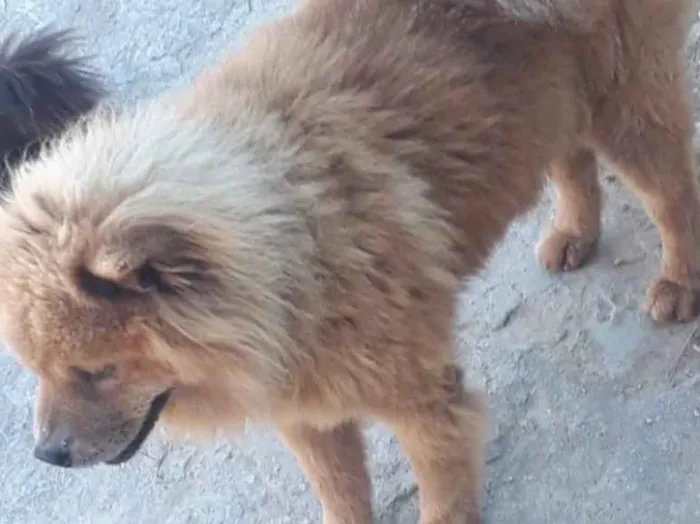 Cachorro ra a Não sei  idade 2 a 6 meses nome Napoleão 
